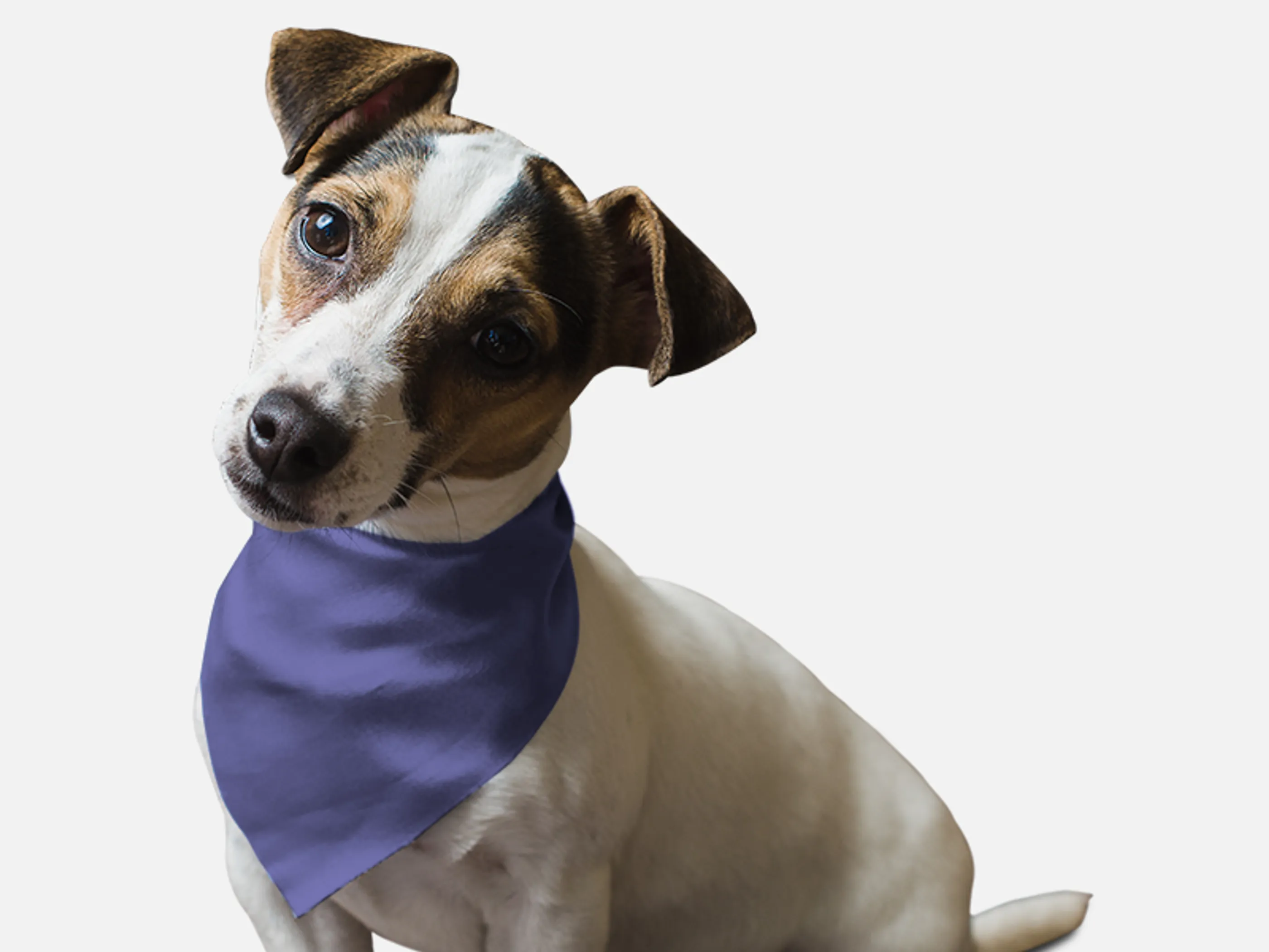 Bandoggies Dog Bandana - Lovely Lavender